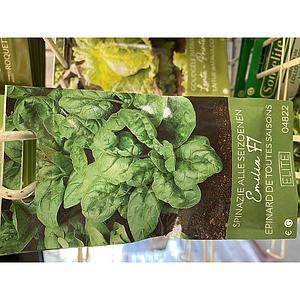 SPINAZIE ALLE SEIZOENEN EMILIA