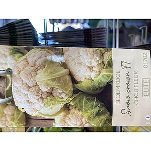 BLOEMKOOL SNOW CROWN F1