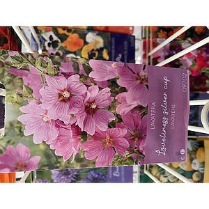 LAVATERA LOVELINESS SILVER CUP