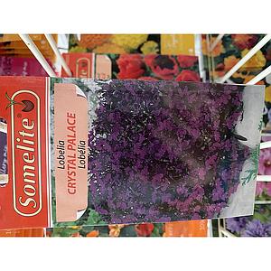 LOBELIA CRYSTAL PALACE