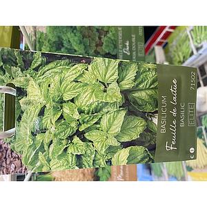 BASILICUM LETTUCE LEAFE