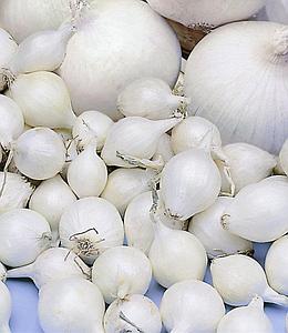 Plantajuin Snowball 14/21 250gr