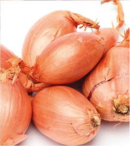 Plantsjalot Jermor 15/35 500gr