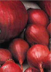 Plantajuin Red Baron 14/21 250gr