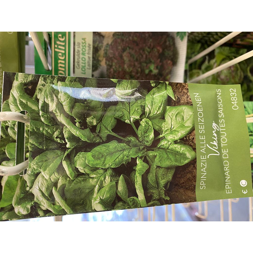 SPINAZIE ALLE SEIZOENEN VIKING