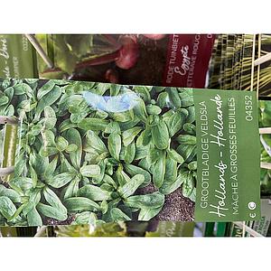 VELDSLA HOLLANDSE GROOTBLADIGE