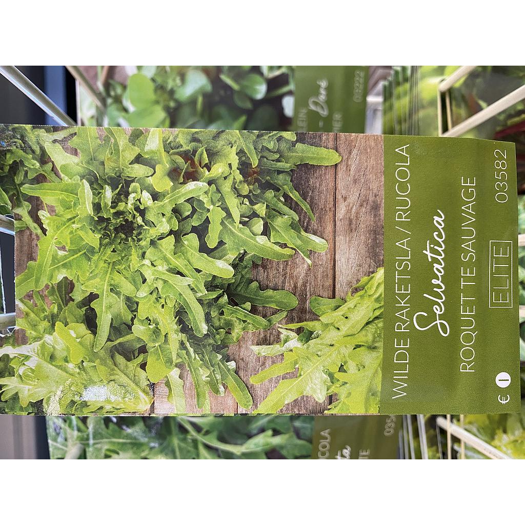 RUCOLA SELVATICA