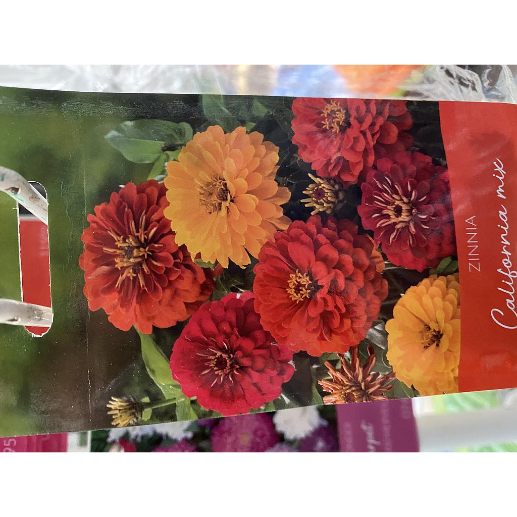 ZINNIA CALIFORNIA