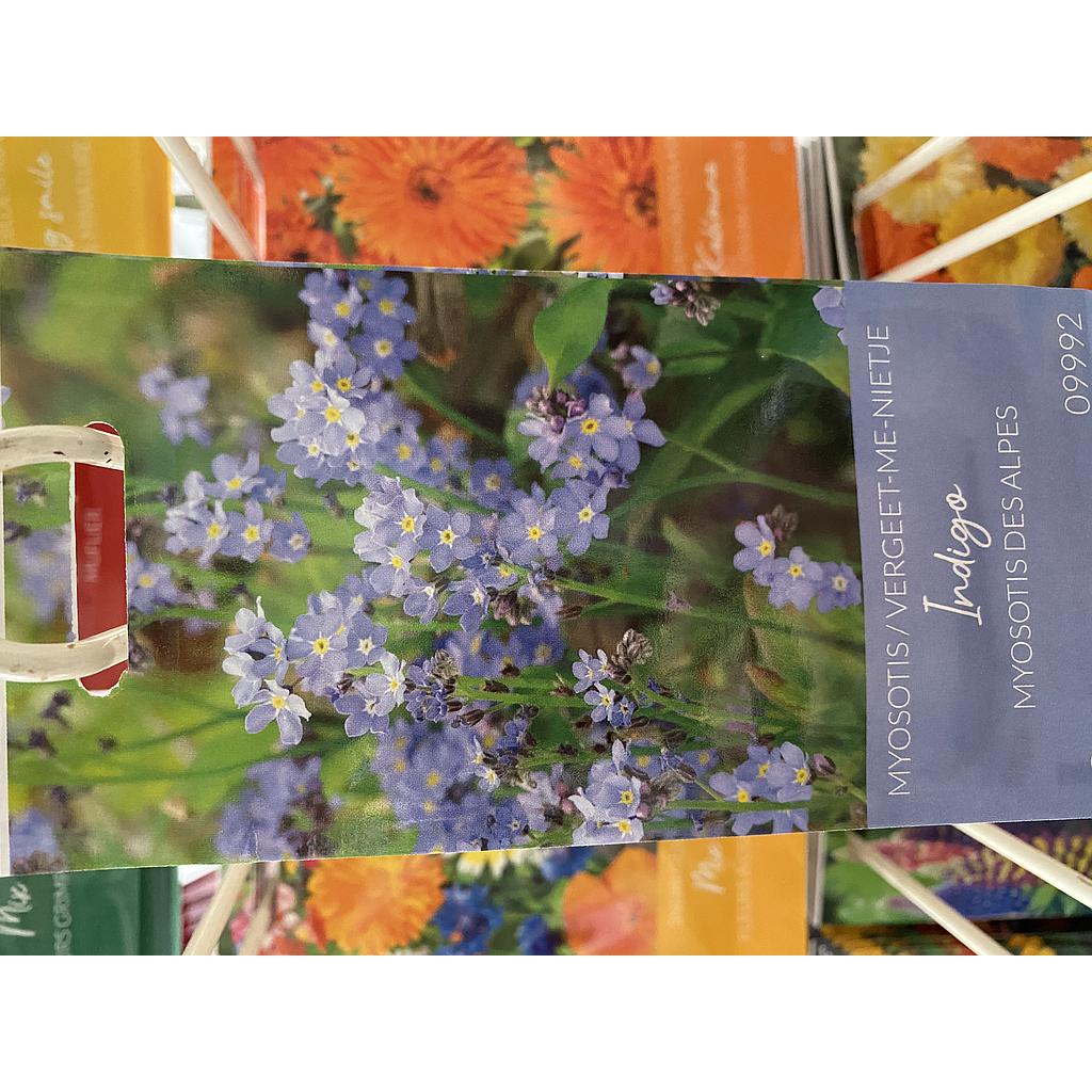 VERGEET ME NIETJE ALPESTRIS INDIGO