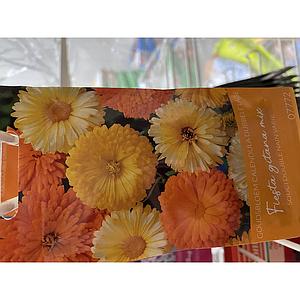 GOUDSBLOEM DUBBELE LAGE FIEST GITANA