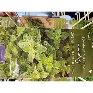 MARJORAAN ORIGANUM DOORLEVEND