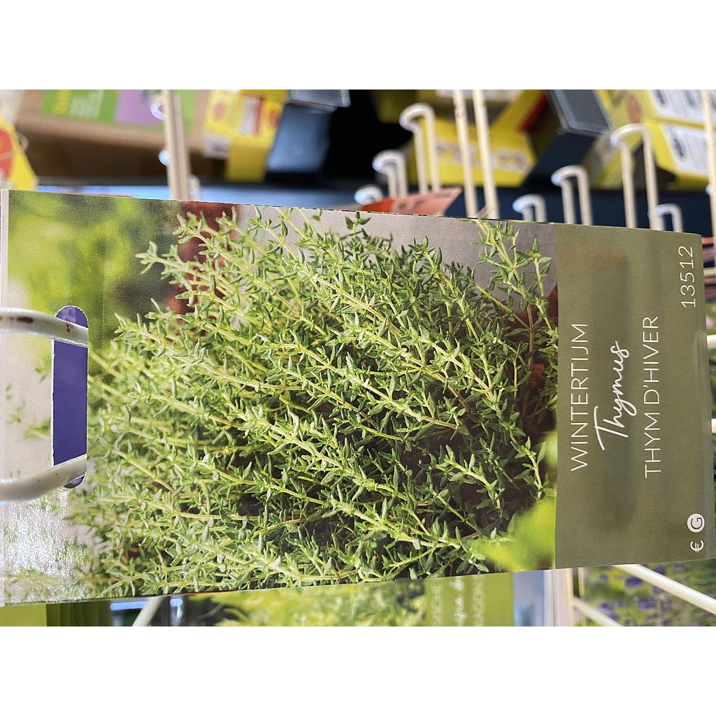 WINTERTHYM
