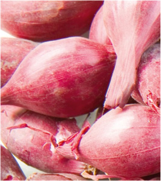 Plantsjalot Mikor 15/40 500gr