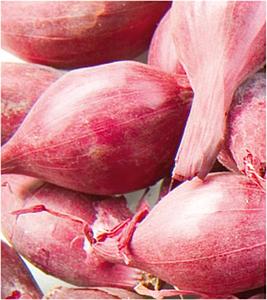 Plantsjalot Mikor 15/40 500gr