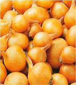 Plantsjalot Yellow Moon 7/15 500gr