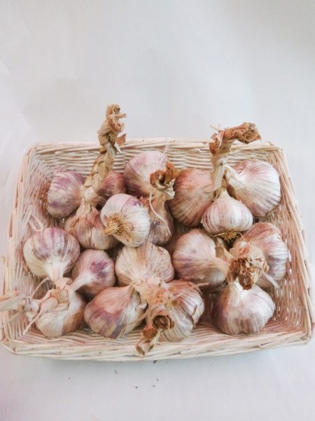 Plantlook Morado 40+ 250g